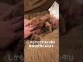 お腹サスサス（撫で）は好き？嫌い？ #トイプードル #dog