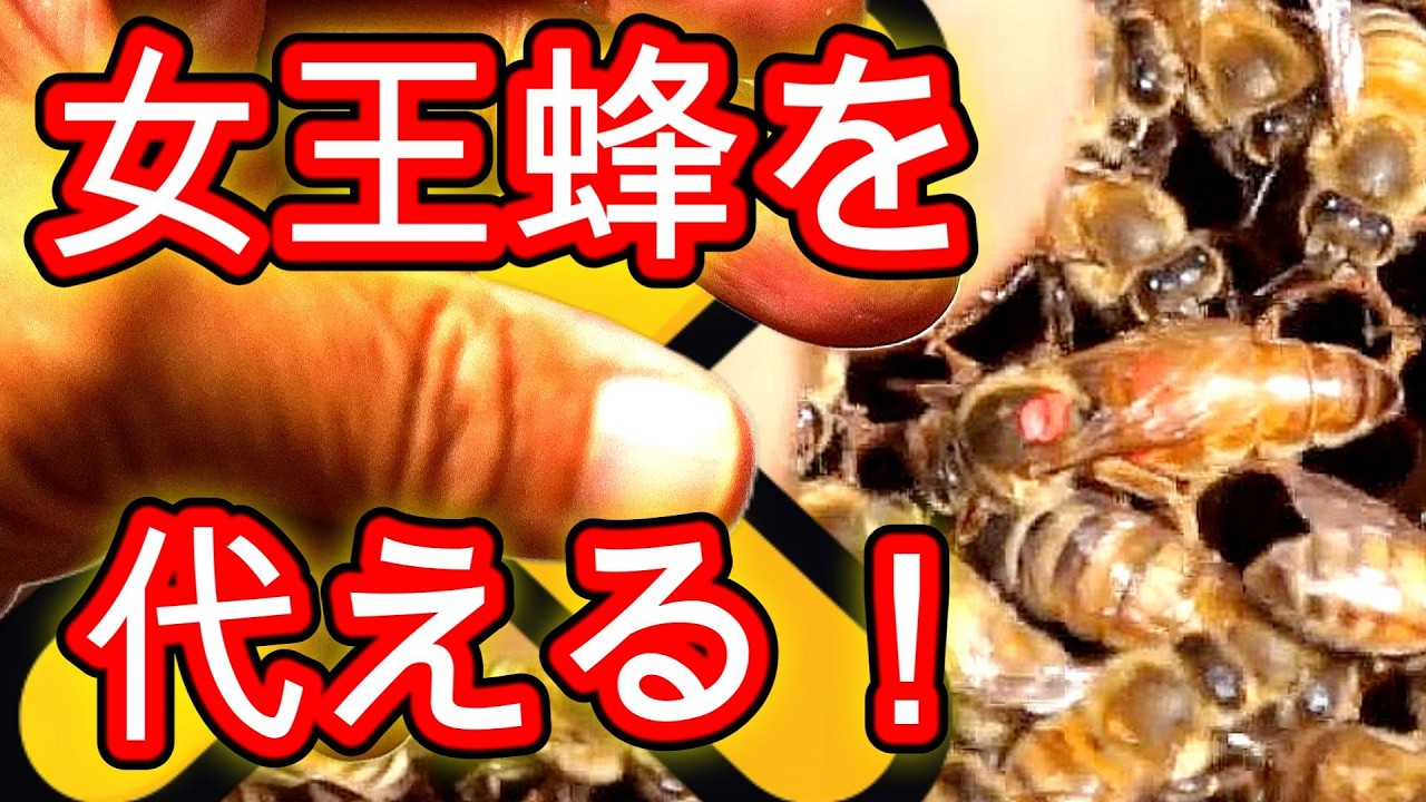 Replacing Queen Bees / Can It Revitalize a Stagnant Colony? / June