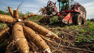 How Farmers Grow, Harvest, and Process Cassava at Massive Scale
