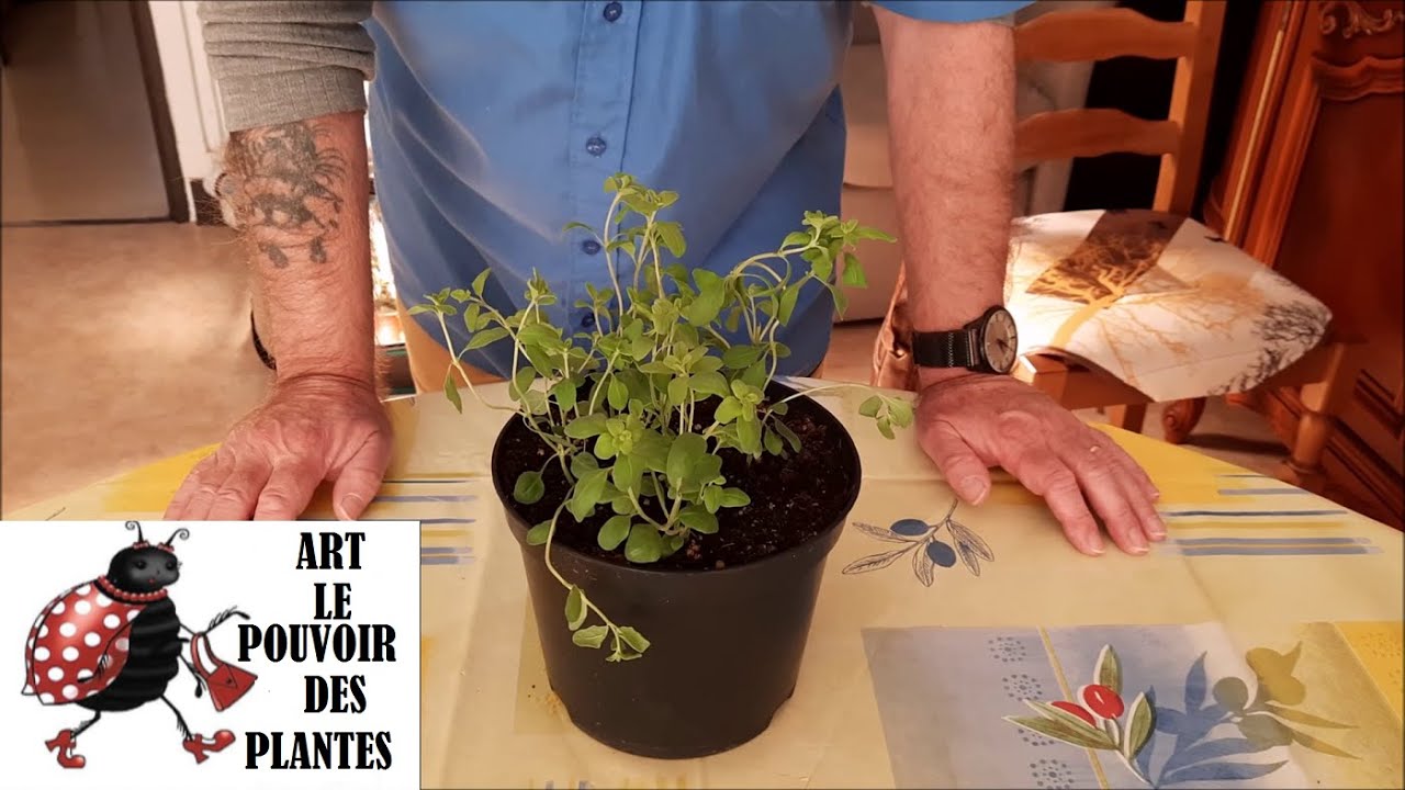 Potager d'intérieur: Marjolaine: semis, taille, arrosage, récolte: plante vivace
