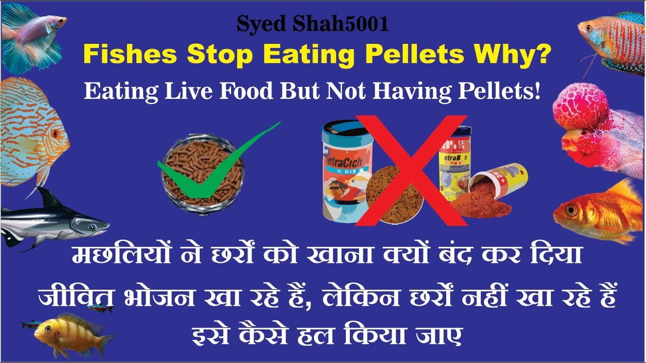 rtic coolers HOW TO Trick your aquarium fish into eating! Fishes stop eating pellets