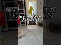 ドッキリを仕掛けたら犬と猫で反応が違いすぎた#shorts #犬 #猫 #犬ドッキリ #犬のいる暮らし #ドッキリ