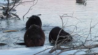 Angry beaver chases away another one from her spot; before the beavers settle in to eat.