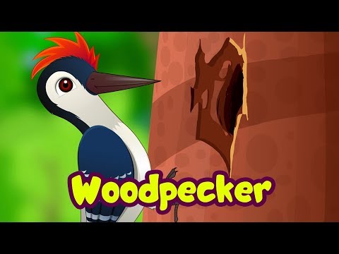 The Woodpecker Song | Bird Rhymes for Children | Infobells - YouTube