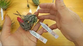 kautsky×sucrei ブラジル赤花ハイブリッド　珍品 kautsky×sucrei ブラジル赤花ハイブリッド 珍品 - メルカリ