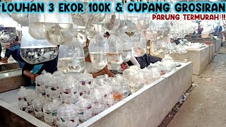 LOUHAN 3 EKOR 100K & CUPANG GROSIRAN‼️UPDATE HARGA LOUHAN & CUPANG || PASAR IKAN HIAS PARUNG