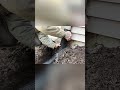DIY Channel Drain Extension for Better Yard Drainage #shorts