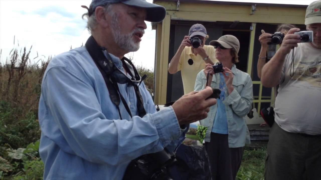 Leach's Storm Petrel 