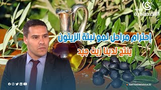 فلاحة بلادي: هذه مراحل إنتاج زيت الزيتون