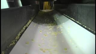 Corn on Optyx® 6000 Laser / Camera Sorter