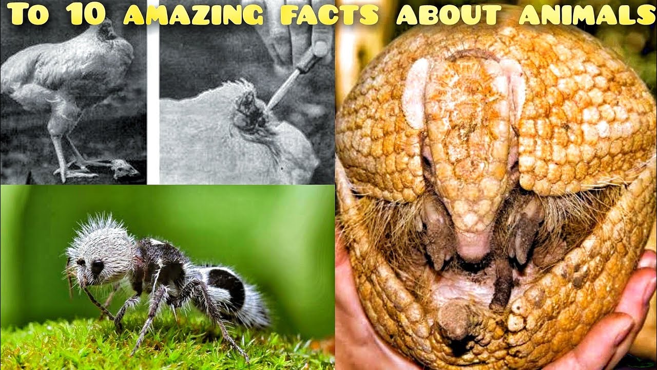 top 10 amazing facts about animals untold facts amazing facts YouTube