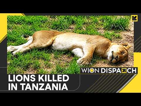 Tanzania: 10 Lions Die of Suspected Poisoning | WION Dispatch