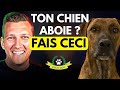 Chien qui aboie : la solution pour l