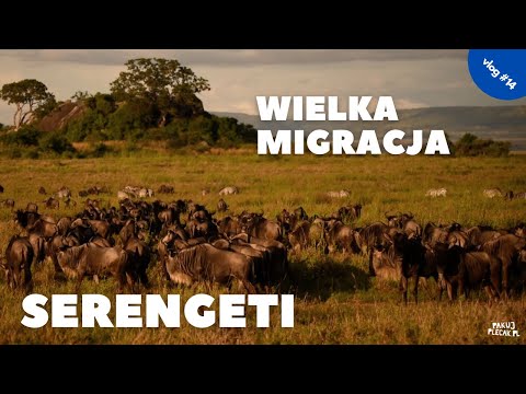 Wideo: Jak przeżyć wielką migrację w Kenii i Tanzanii