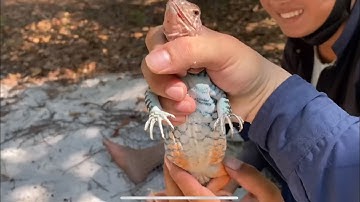 Săn Kỳ Nhông Khổng lồ Tự Nhiên | Theo Lão Làng Vào Rừng Bẫy Dông Khổng Lồ | set a sand iguana trap