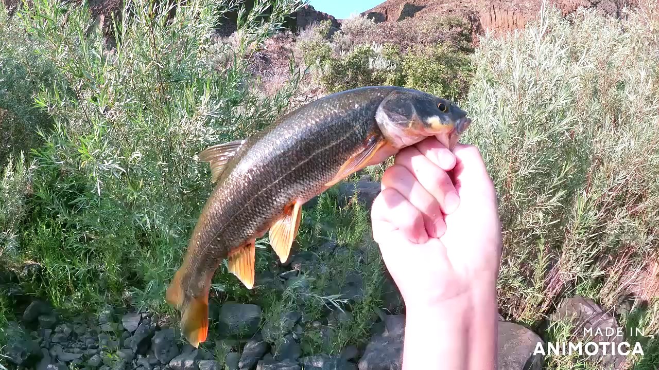 Fishing and Swimming at the John Day River 2020 - YouTube