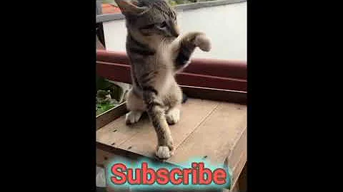 Oli boy play time 😍🥰#catfunny #catvideos #funnycatvideos 