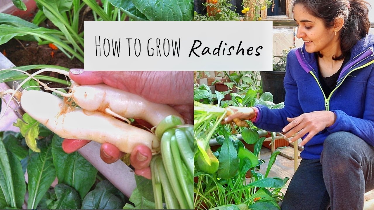 How to Grow Mooli or Radish in Winters YouTube