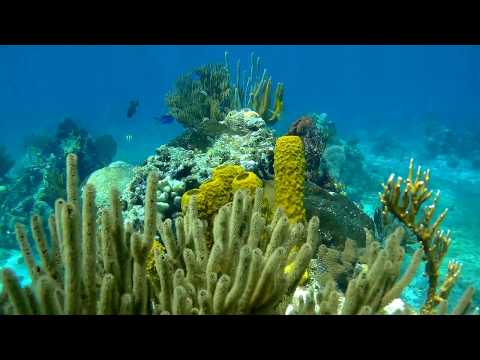 Video: Nejlepší Pláže V Karibiku, Aby Se Zabránilo Davy