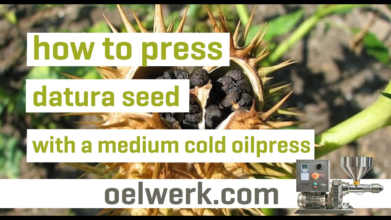 datura seed oil pressing with popular cold oilpress (2019 model) - made in  germany 