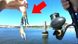 Using Cut Crabs for Monster Fish