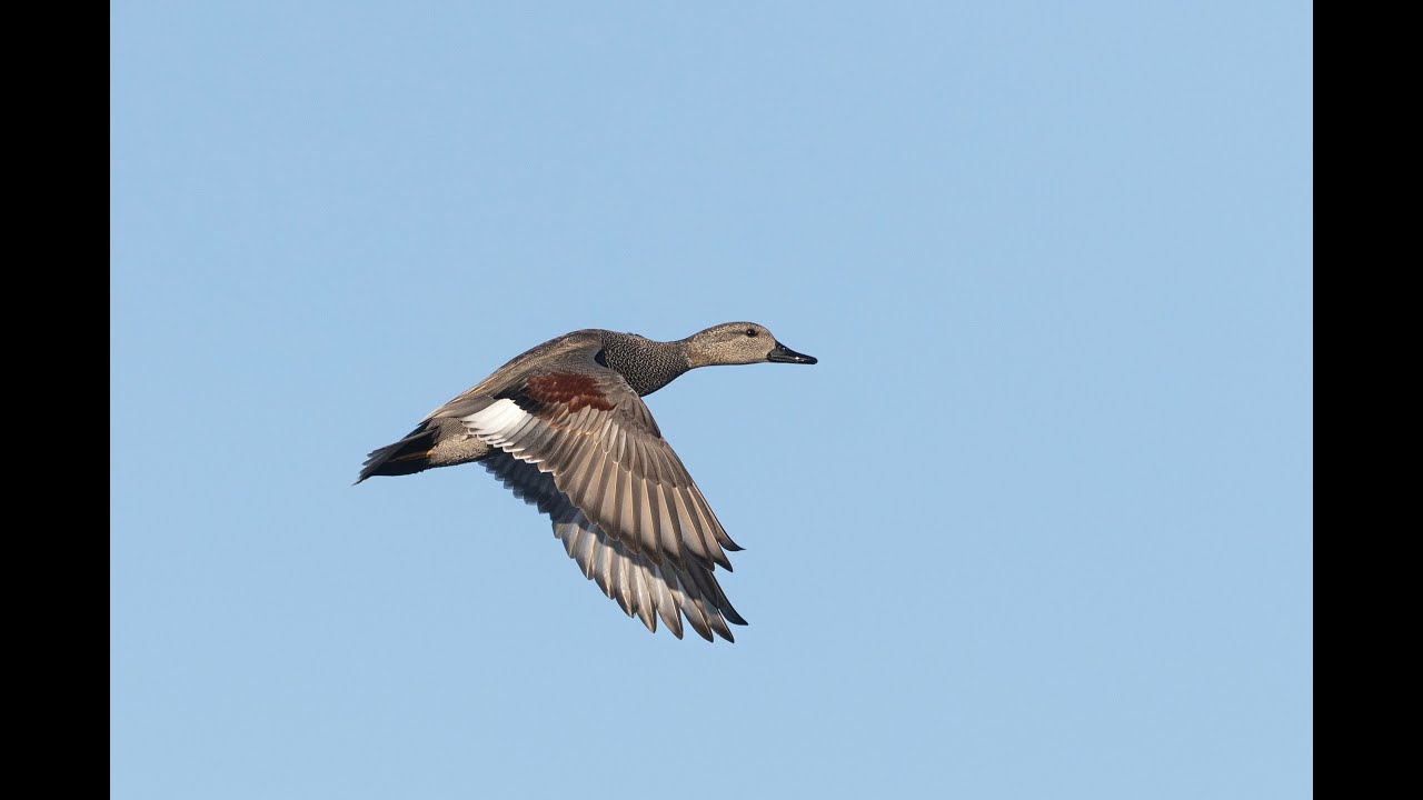 Gadwall