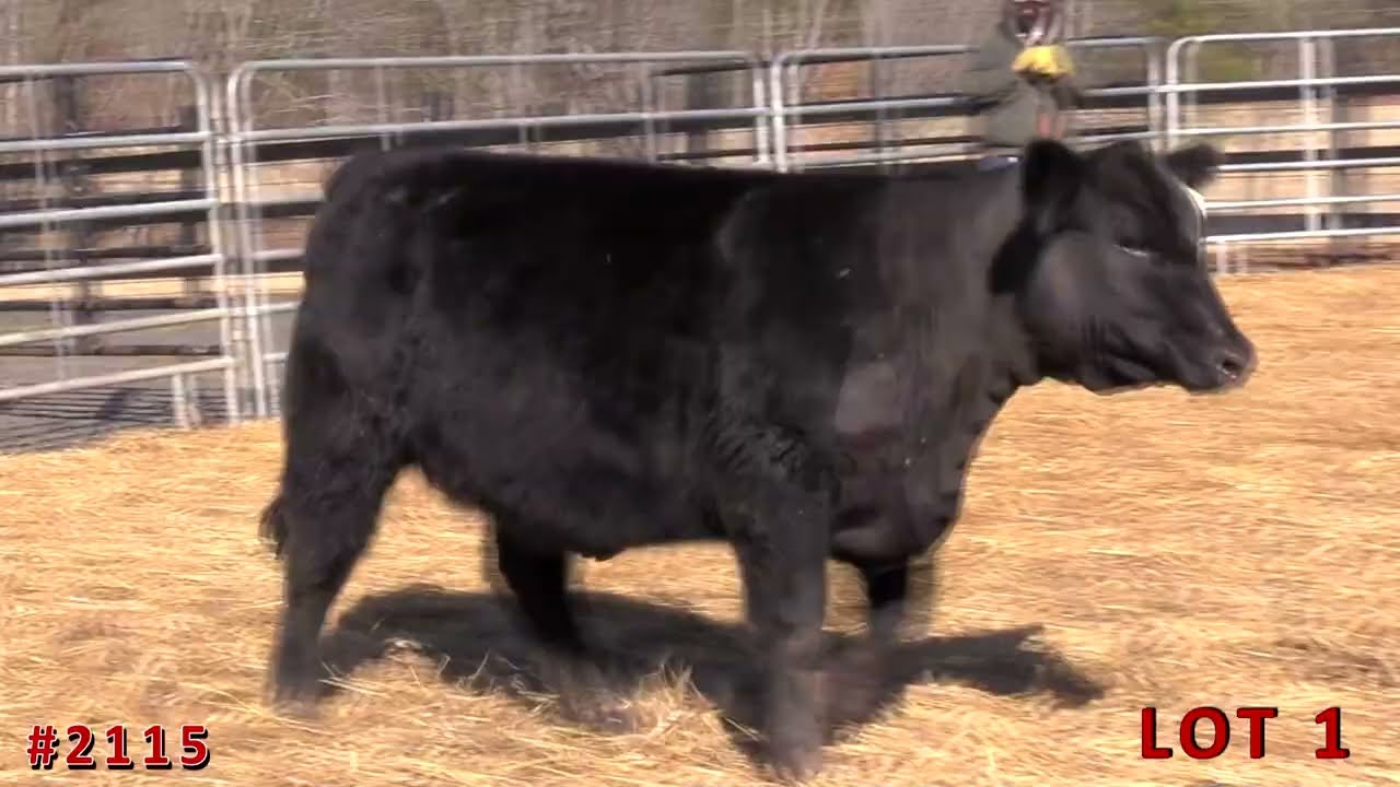 LOT 1 _  "The Select Cut" Online Sale at ANGUSLIVE