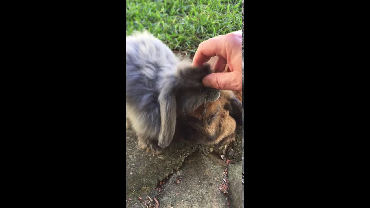 Pet rabbits 