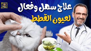 علاج عيون القطط الصغيرة في المنزل:علاج عيون القطط !