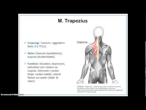 Video: Platysma Muskelns Ursprung, Funktion Och Funktion - Kroppskartor