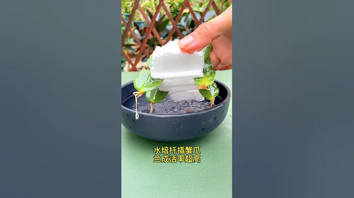 蟹爪蘭這樣繁殖長根快成活率高 - 天天要聞