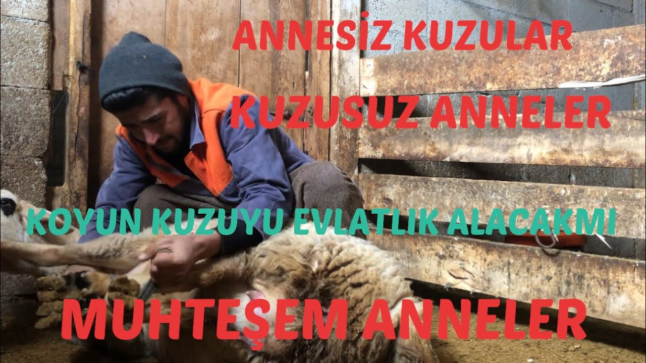 KOYUNLARDA SUNİ DOĞUM SANCISI |BAŞKA KUZUYU KABUL ETMESİ| Köyde bir gün ! #koyunculuk#köyhayatı#köy