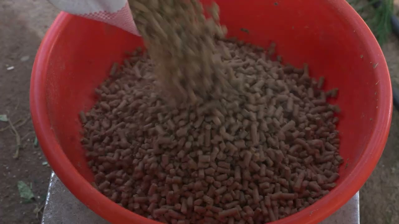 गाईपालनमा आहारा व्यवस्थापन