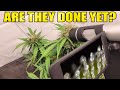 DONE YET? - DWC vs SOIL part.12 - WHATS GROWING ON in the MARSHYDRO 5x5 Fc8000