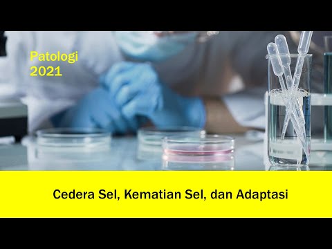 Video: Penghambatan Aktivitas CRM1 Peka Garis Sel Endometrium Dan Ovarium Untuk Kematian Sel Yang Diinduksi TRAIL