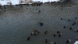 Бобер и водяная крыса в реке Химка. Покровское-Стрешнево. Бобер и водяная крыса в реке Химка. Покровское-Стрешнево.