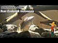 Ikan Papuyu / Betok #ikanendemik #endemik #endemikindonesia #ikanpapuyu #ikanbetokjumbo #ikanbetok 