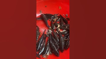 Đặt1 cái lộp cá bóng dừa xứng đáng luôn - cá bóng kho tiêu thôi anh em ơi #sănbat #fishing #cobong