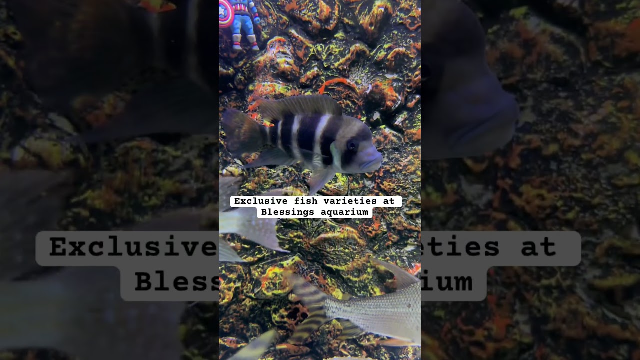 Frontosa fish | Aquarium shop in Pune