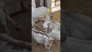 Beautiful Goats On Roof Top Of A Building