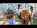 OS ANIMAIS MAIS EMOTIVOS REENCONTRAM SEUS DONOS DEPOIS DE ANOS