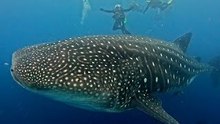 Fall In Love With The Galapagos Islands, A Ruggedly Beautiful World
