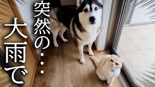 祝日で猫と犬を連れてお散歩に行こうと思ったら大雨でこうなりました...