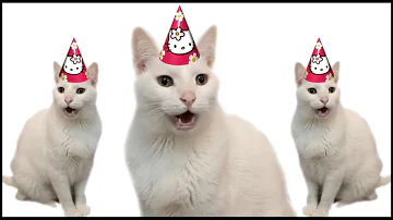 HAPPY BIRTHDAY FROM THE CATS