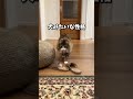 ãã«ãŠã§ãŒãžã£ã³ãããã4éžã #cat #ãã #ç« #ãã«ãŠã§ãŒãžã£ã³ãã©ã¬ã¹ããã£ãã #忬§ç«