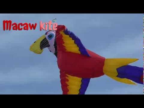Magnificent Macaw kite