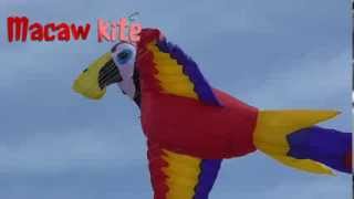 Magnificent Macaw kite