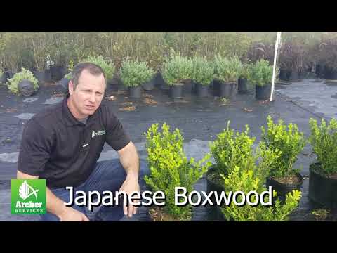 Video: Informacion Korean Boxwood - Mësoni Si të Rritni Një Shkurre Koreane Boxwood