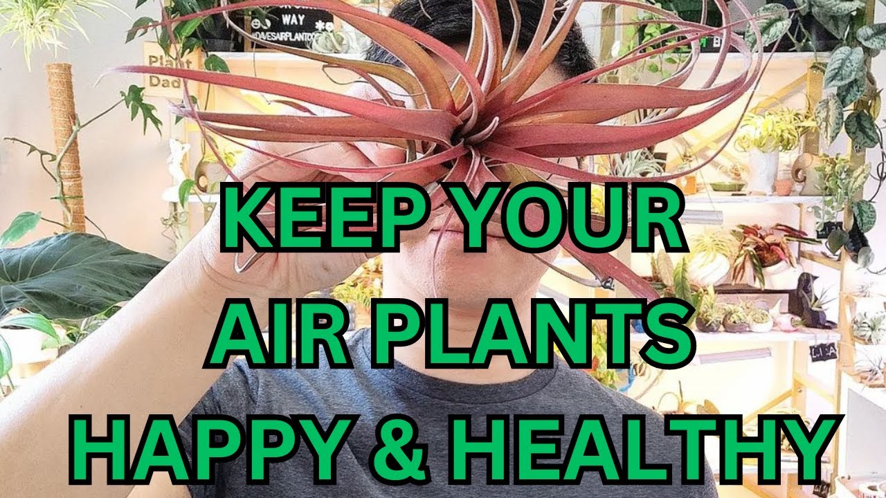 5 Best Tips to Keep Your Air Plant Alive! YouTube