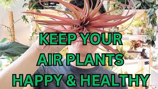 5 Best Tips to Keep Your Air Plant Alive!